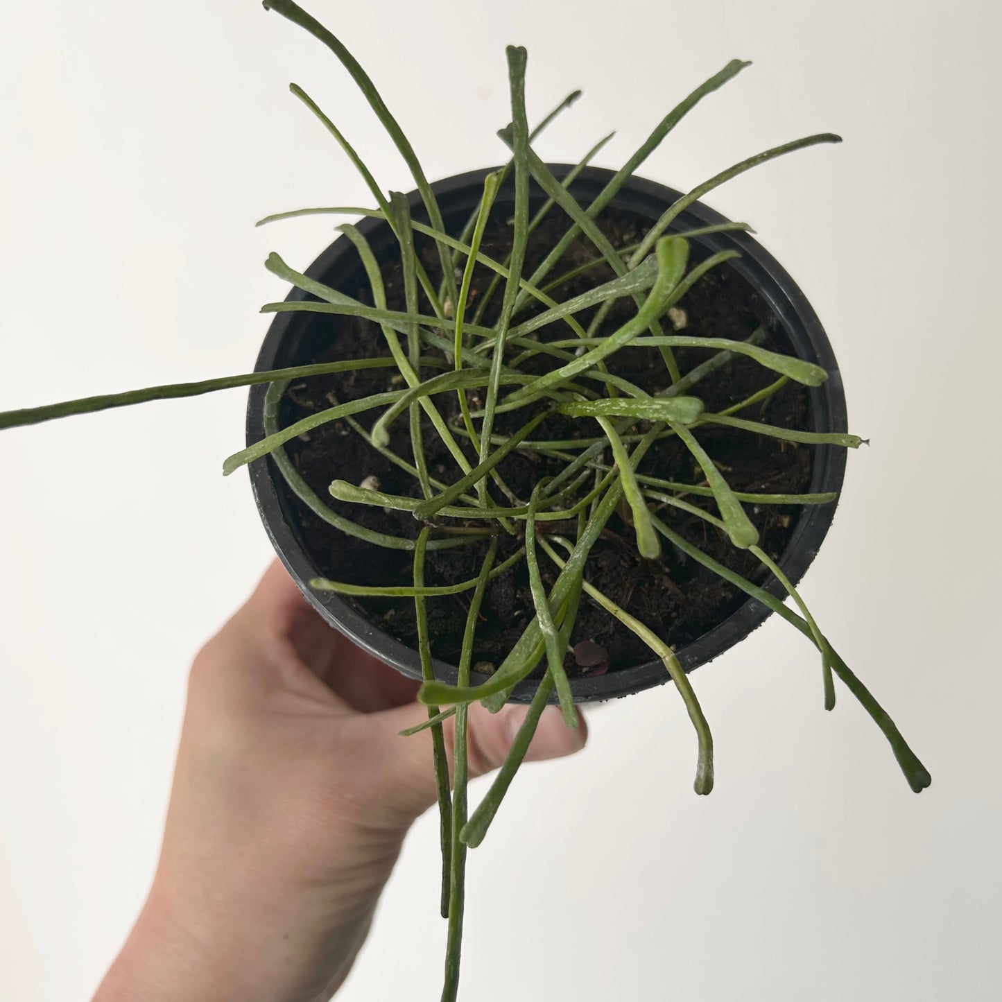 Hoya retusa 4”pot