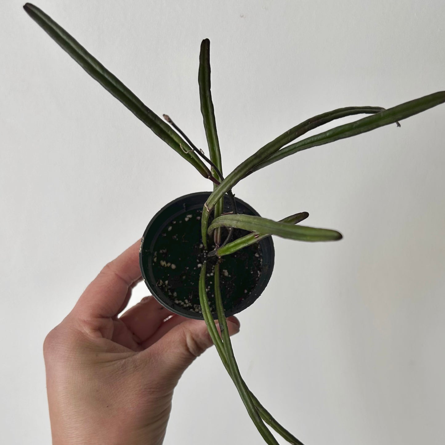 Hoya insularis 2.5”pot