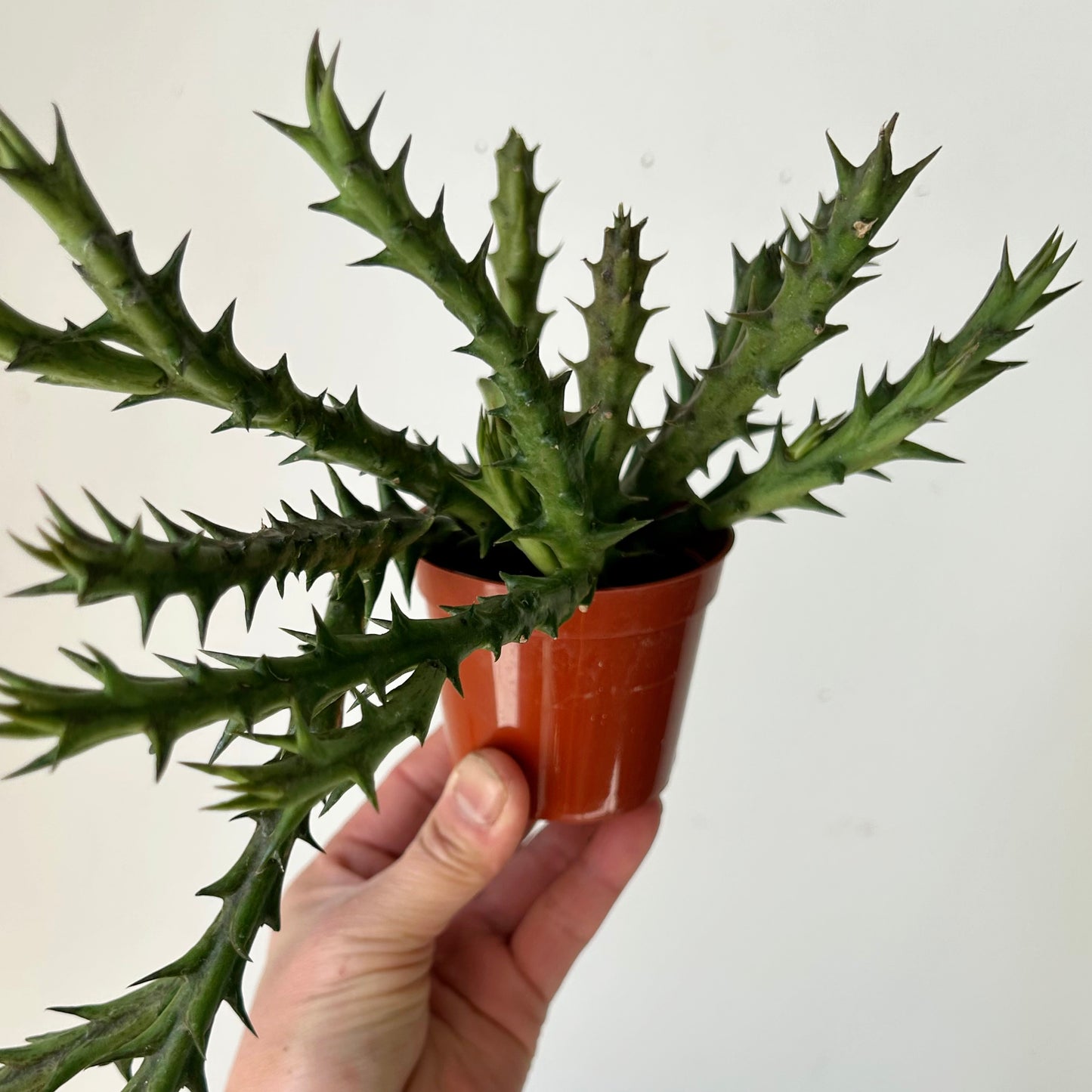 Orbea Caudata 2.75”pot
