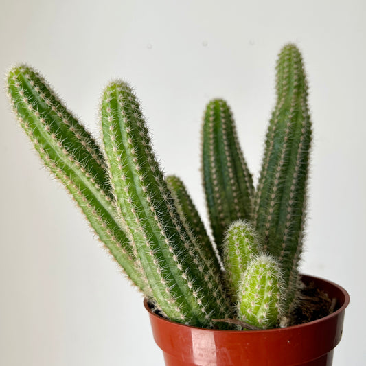 Peanut cactus (Echinopsis chamaecereus) 5”pot