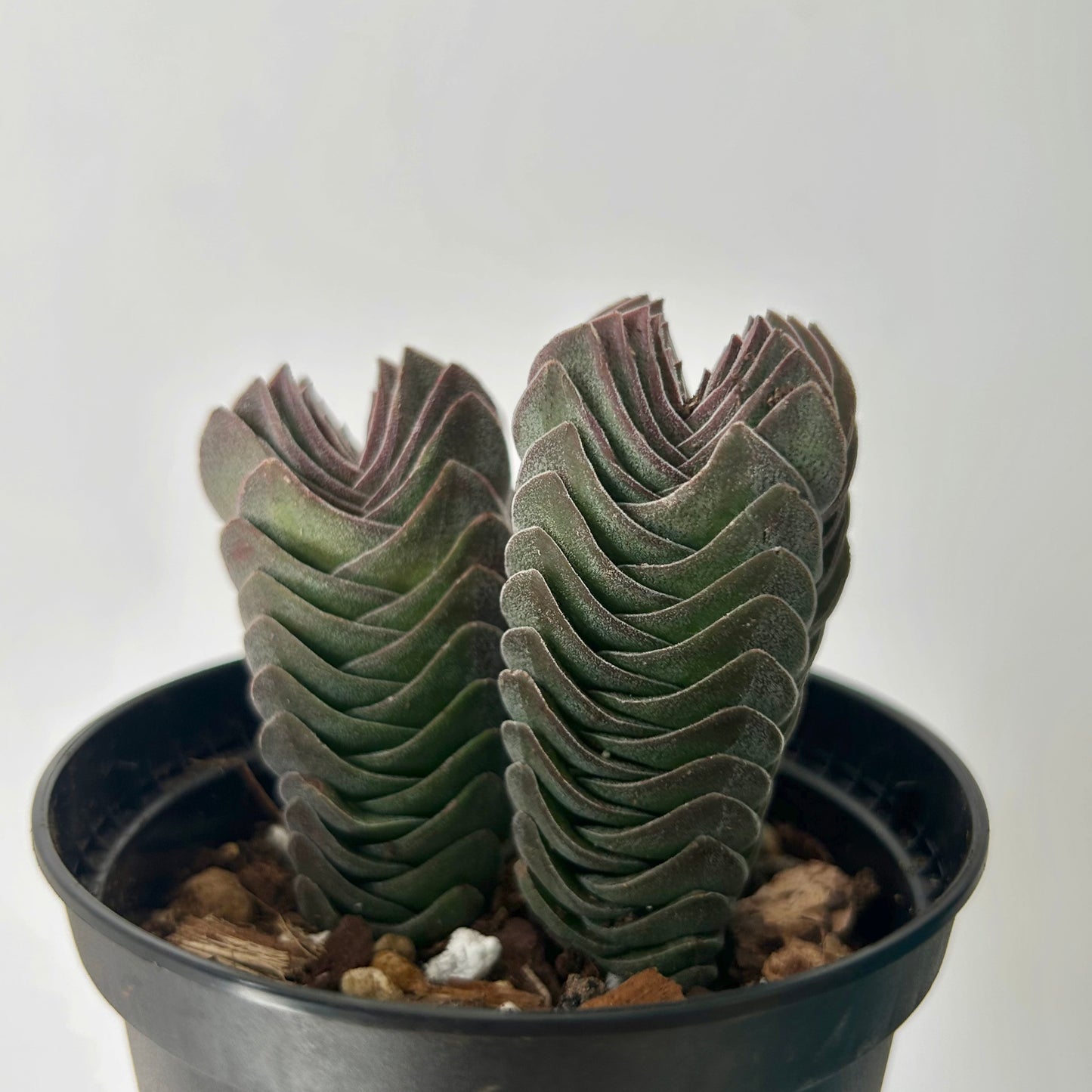 Crassula Capitella Pagoda Buddha’s Temple” 3.5” pot
