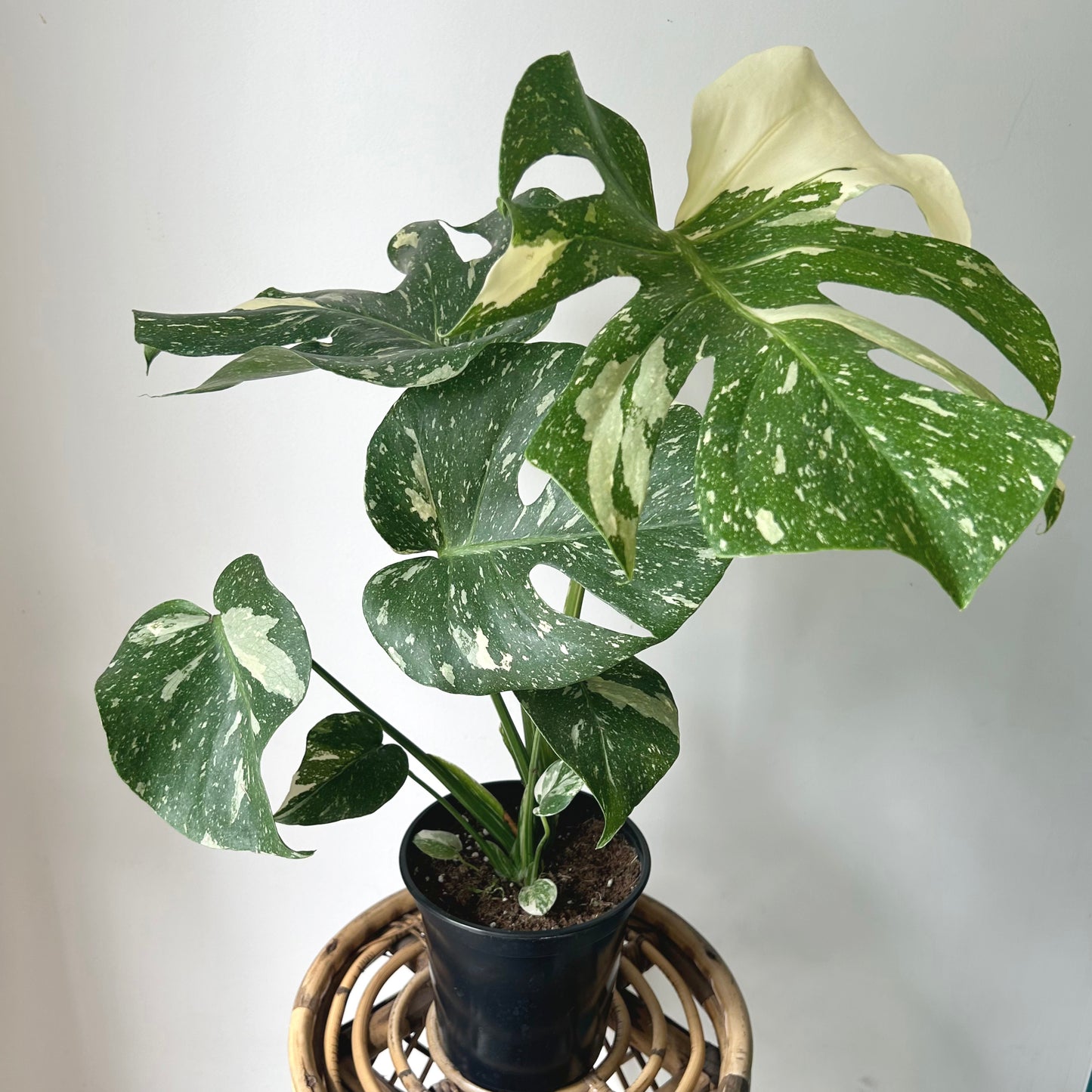 Monstera “Thai Constellation" 6” pot