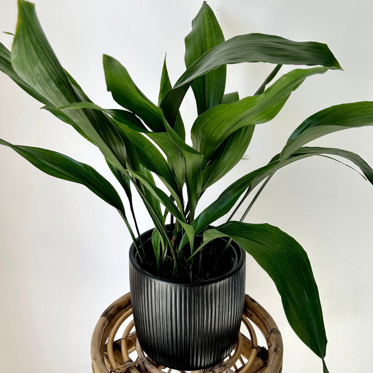 Cast Iron Plant (Aspidistra Elatior) approximately 2ft tall in 6” pot