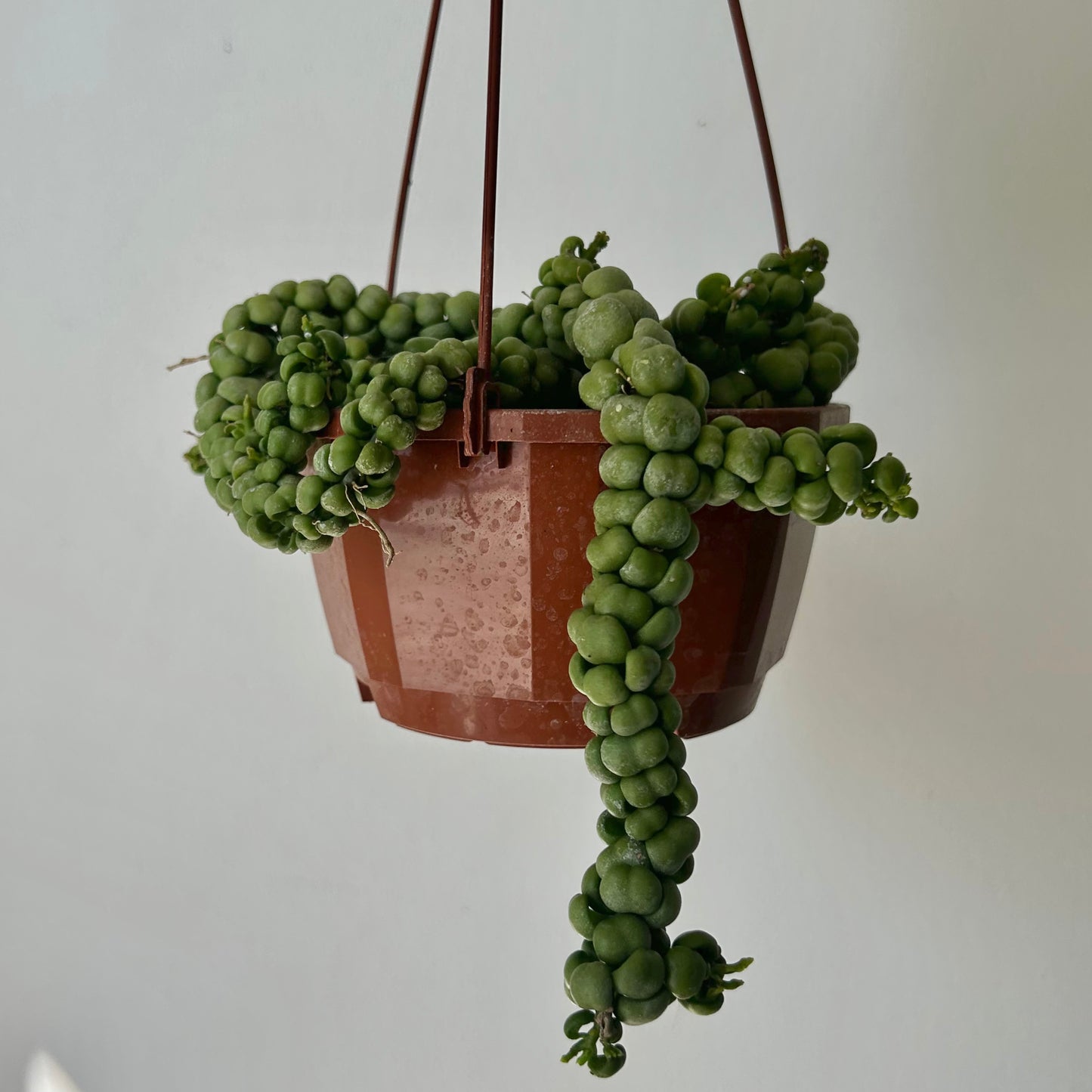 Dischidia “Dragon Jade” 4.5” hanging basket