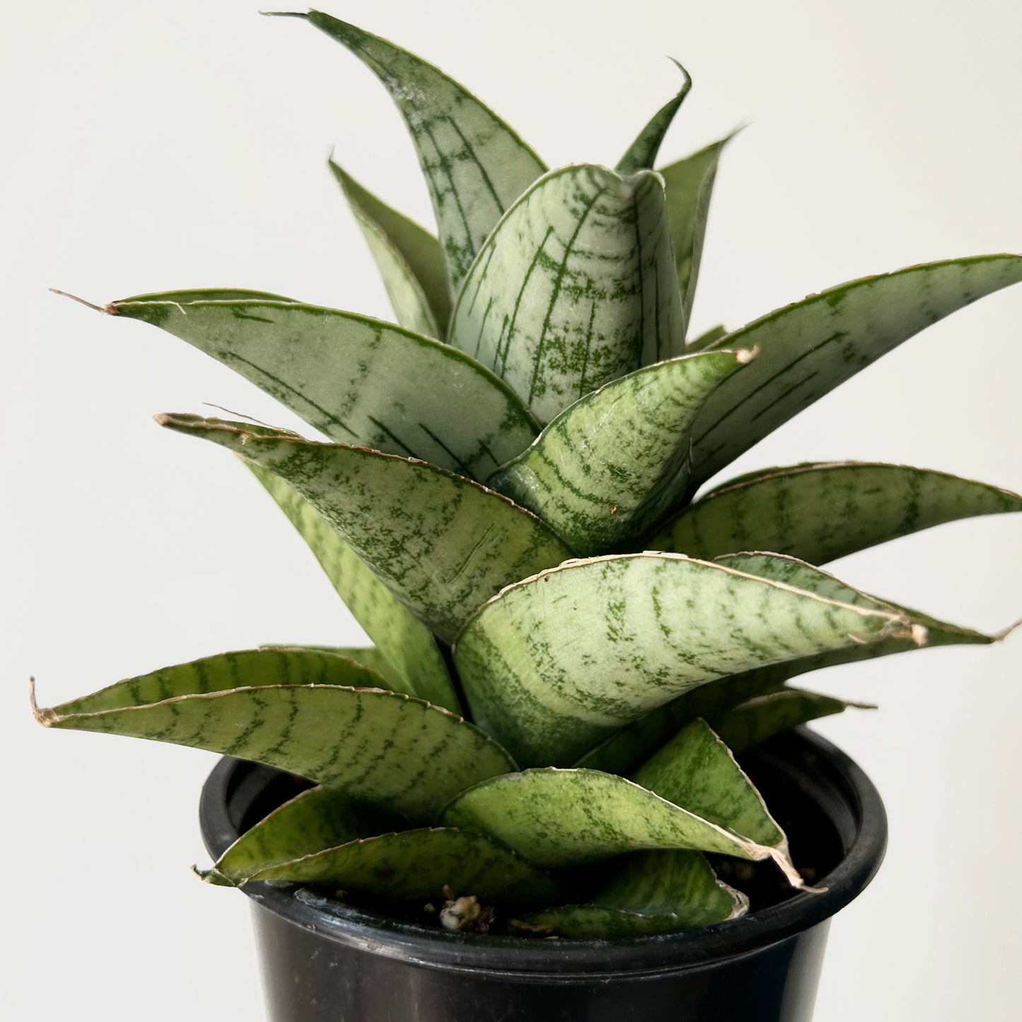 Sansevieria “Piano” 3.5”pot