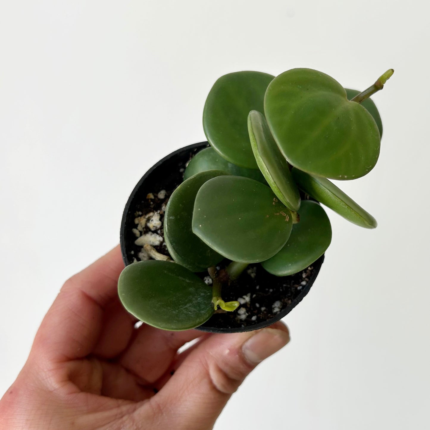 Peperomia tetraphylla “Hope" 2.5”pot