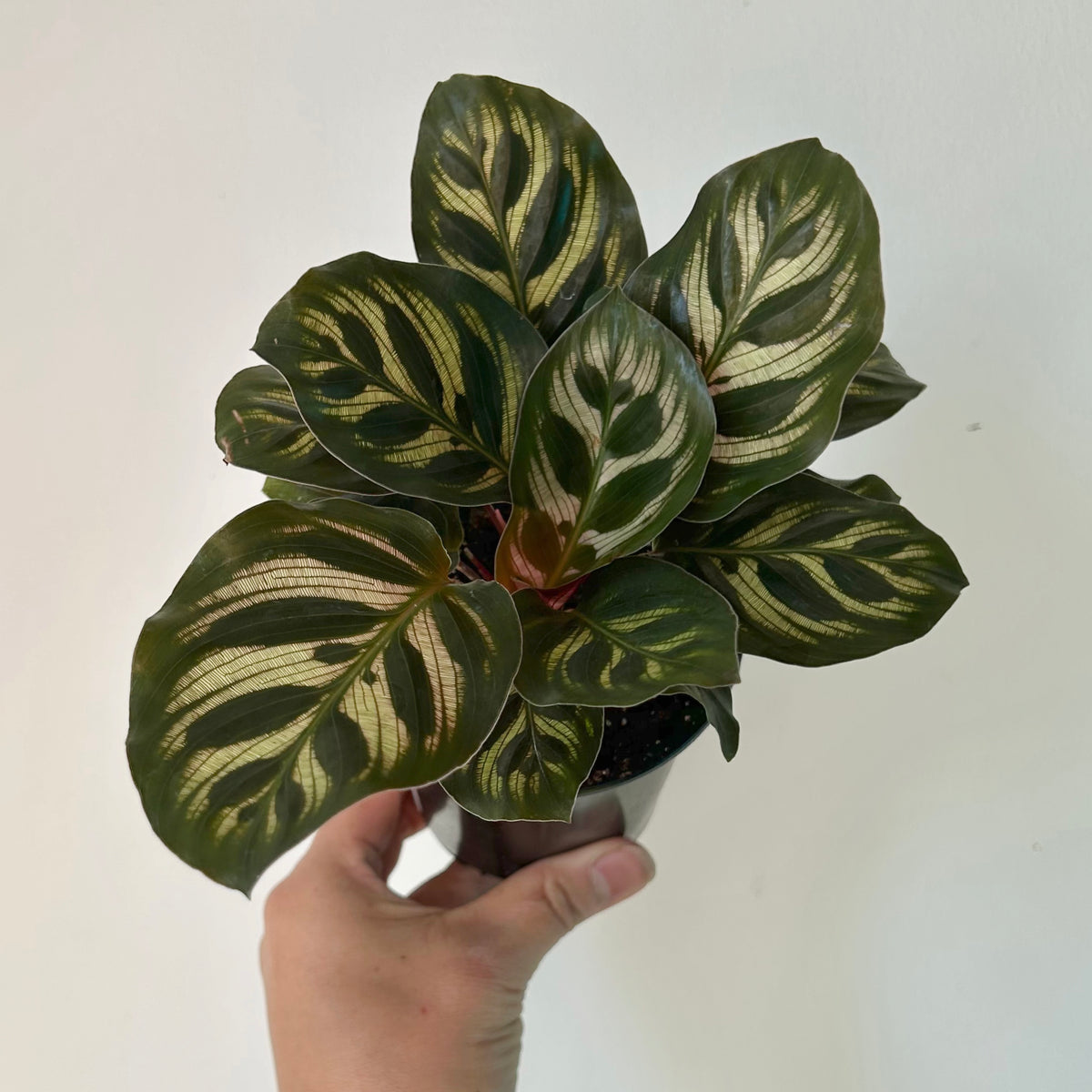 Calathea makoyana ‘Peacock’ 3.5” pot