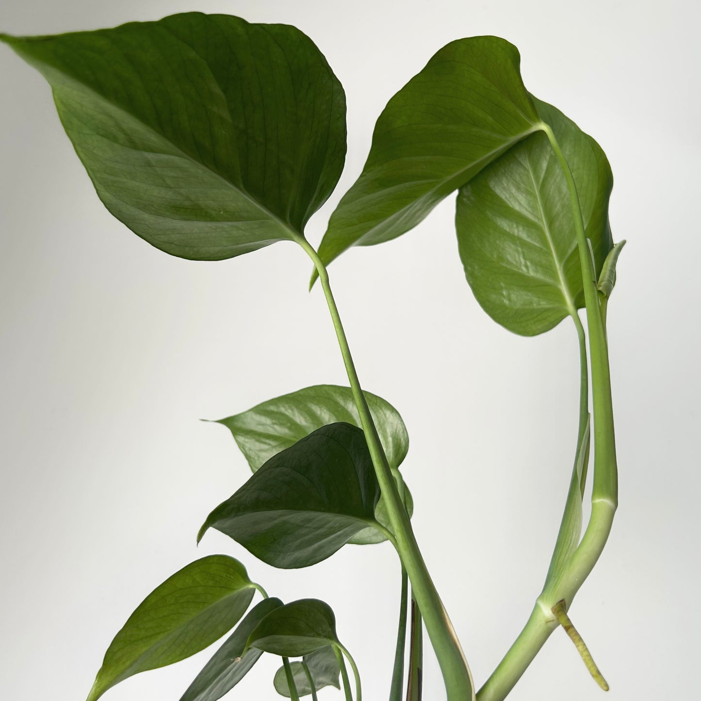 Monstera deliciosa “Sierrana”3.5” pot
