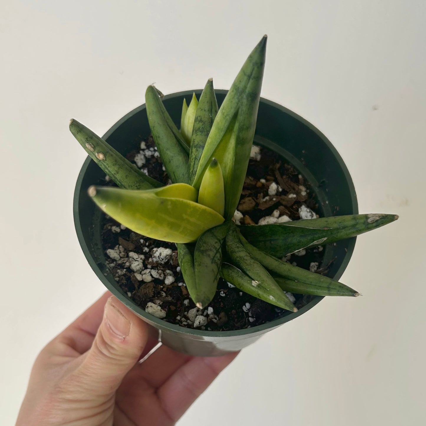 Sansevieria dwarf boncel variegata 4”pot