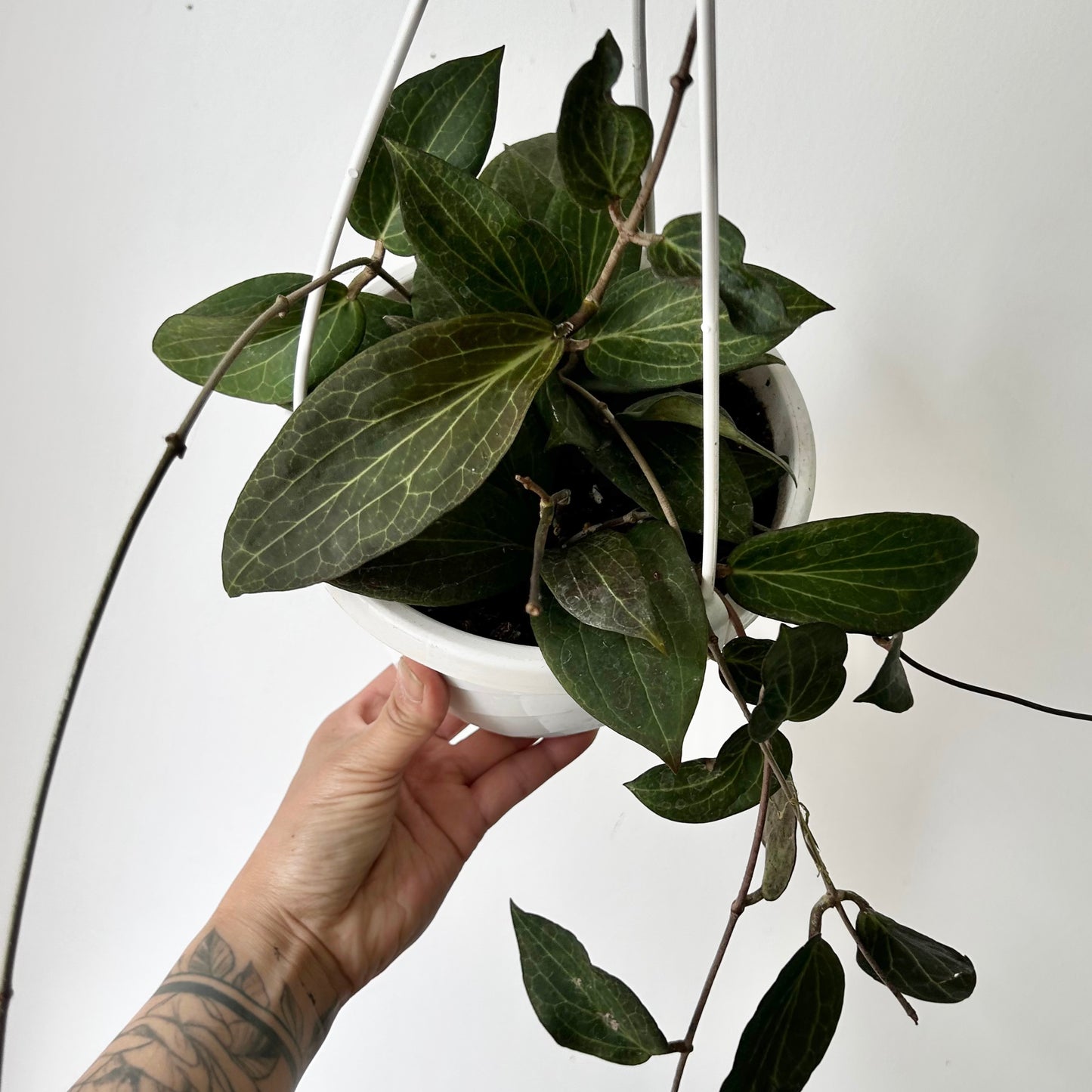 Hoya pottsii 6” hanging basket