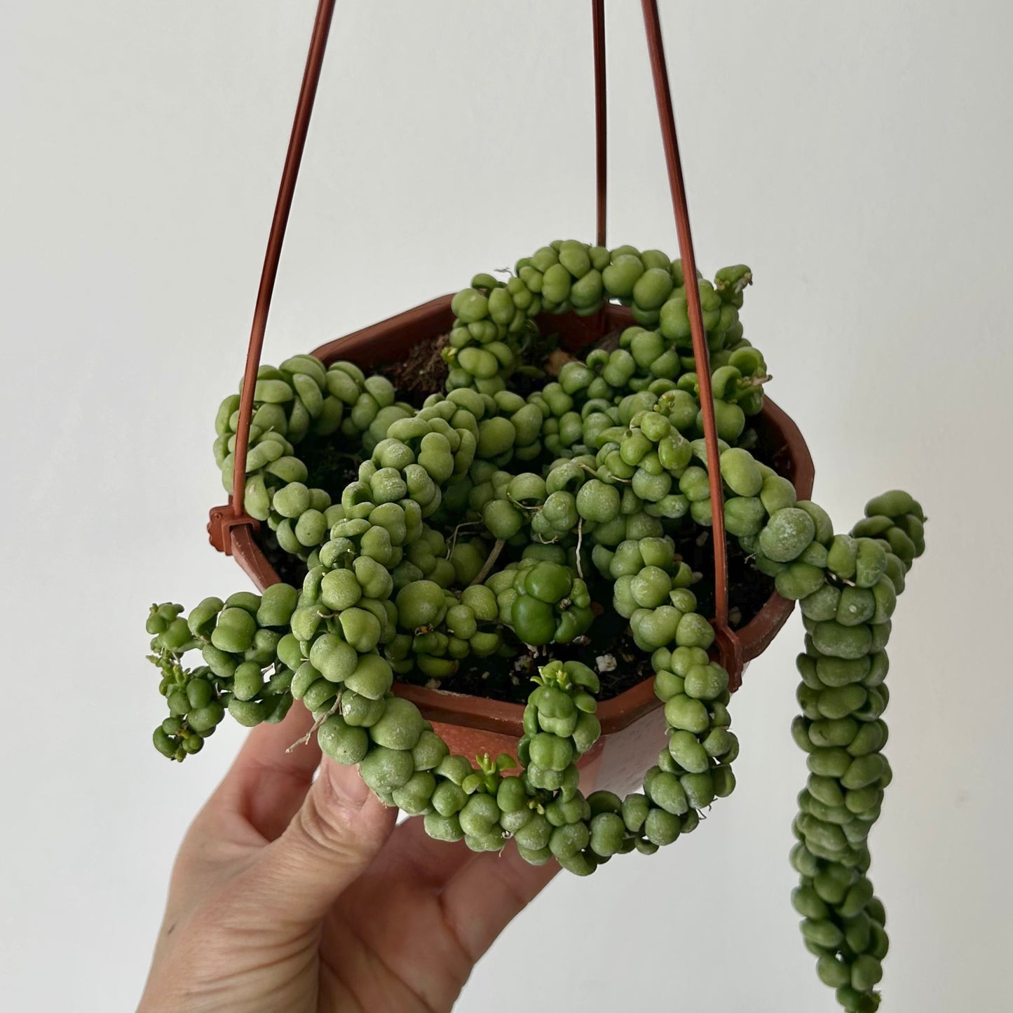 Dischidia “Dragon Jade” 4.5” hanging basket