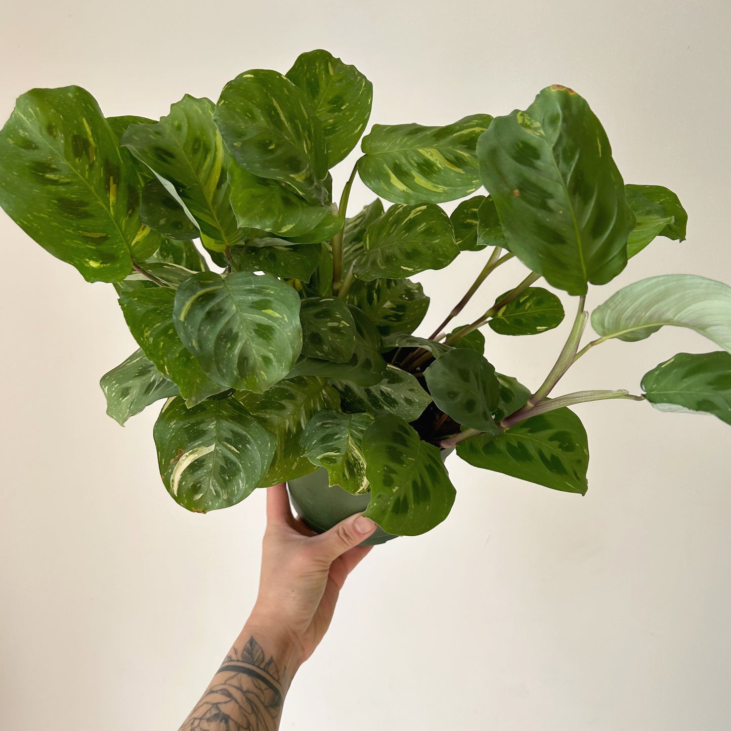 Maranta leuconeura 'Beauty Kim” 6”pot
