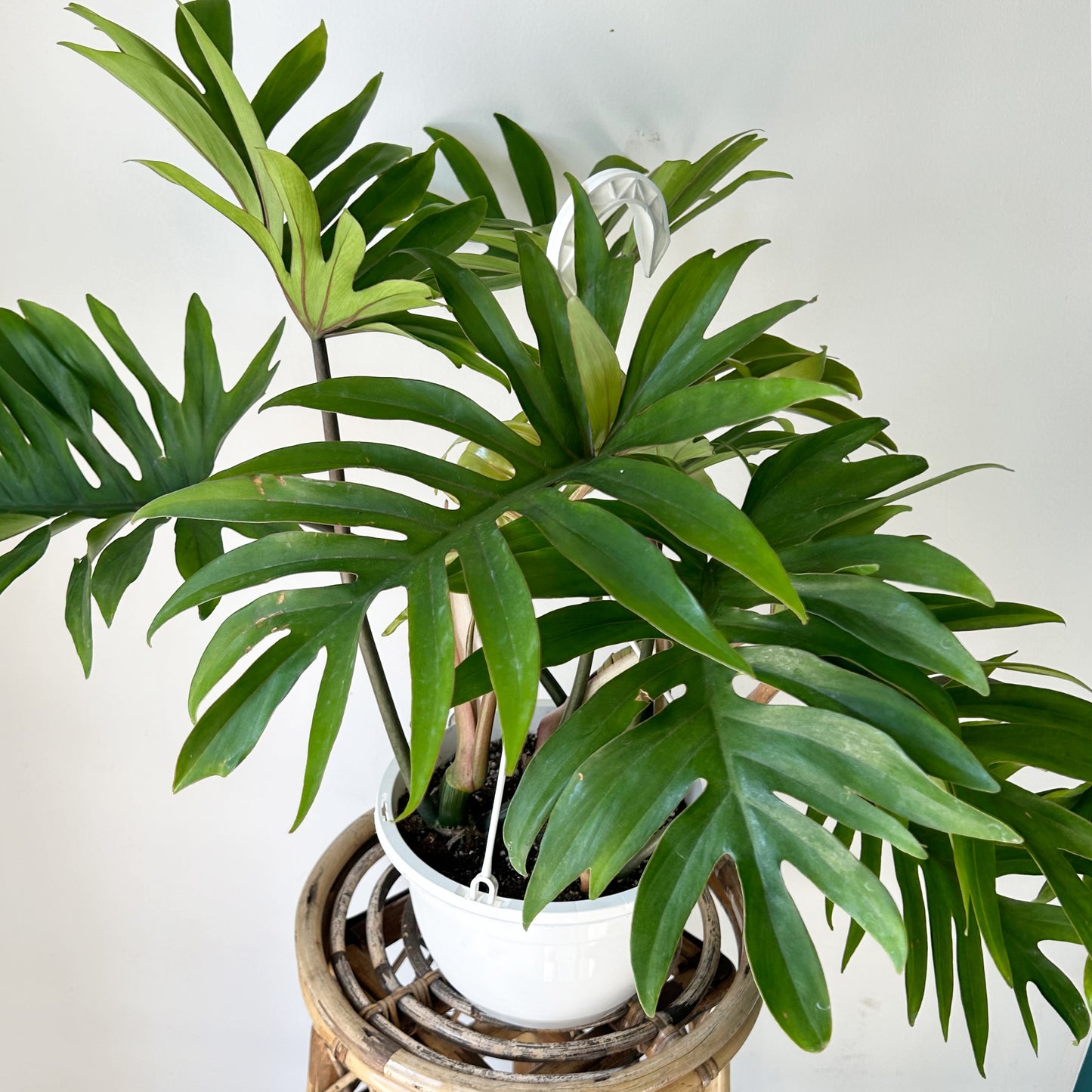 Philodendron mayoi 8”hanging basket