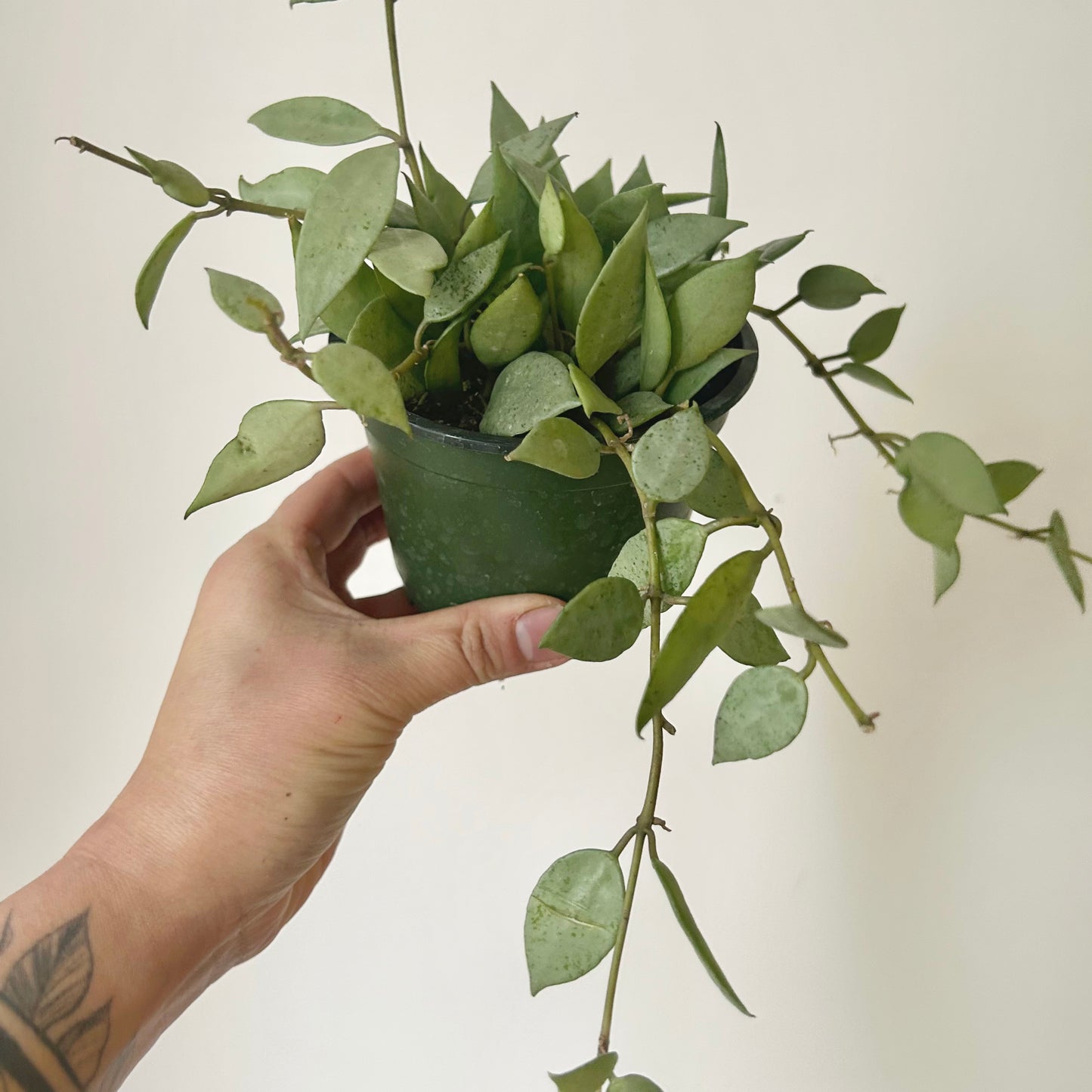 Hoya lacunosa “Mint” 4” pot