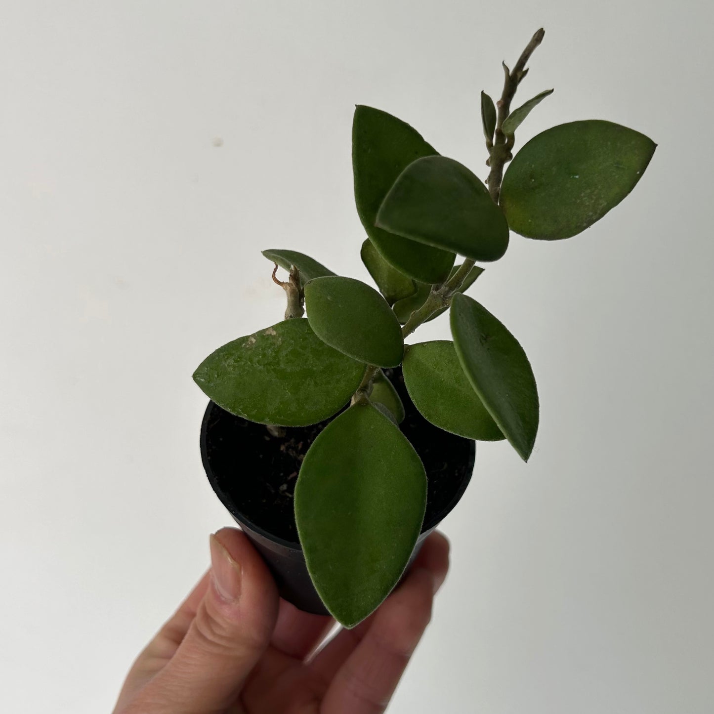 Hoya nummularioides 2.5”pot