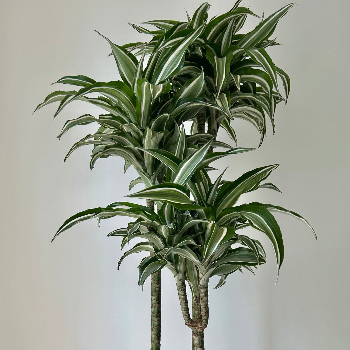 Dracaena warneckii Cane “White Bird”approximately 4ft tall in 8”pot