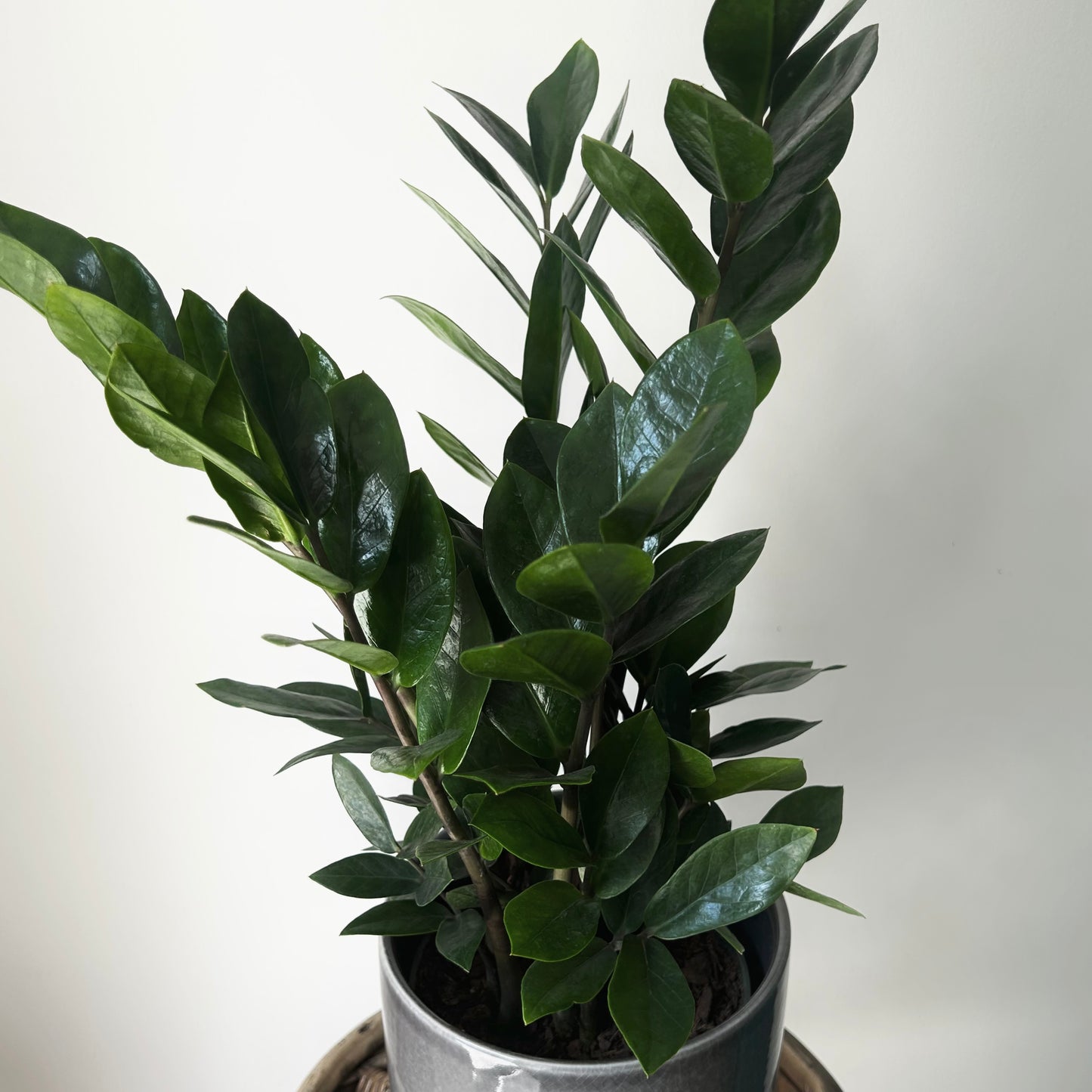 ZZ Plant (Zamioculcas Zamiifolia) 6”pot