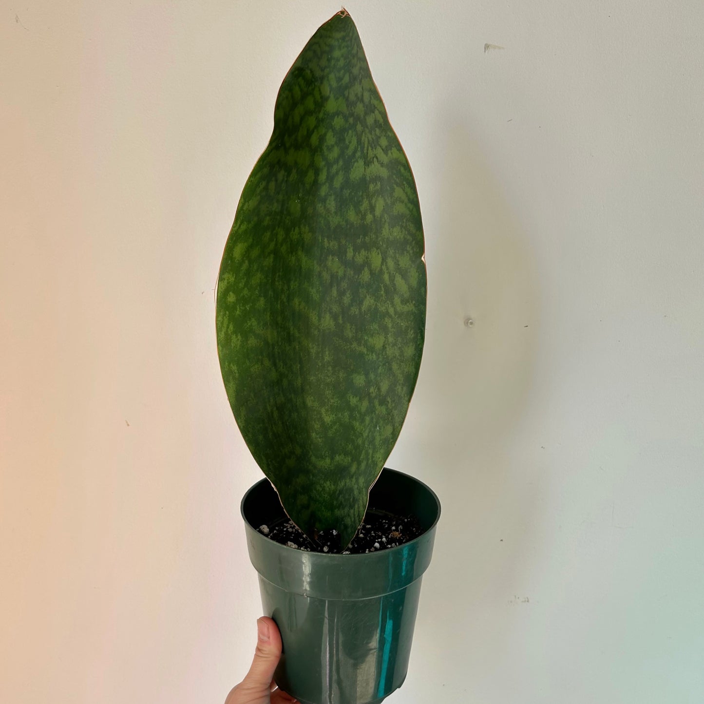 Sansevieria “Whale Fin” 5” pot