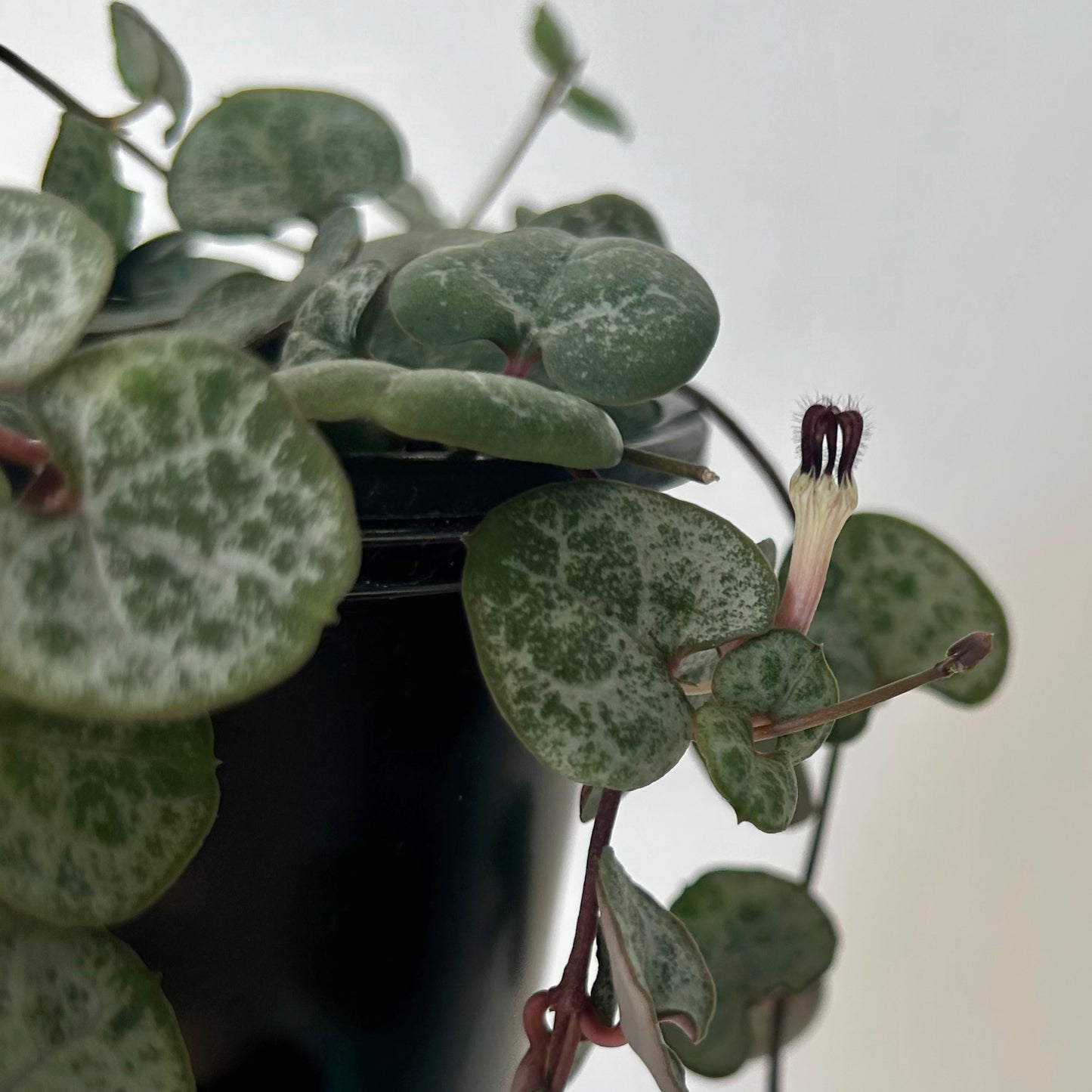 String of Hearts (Ceropegia woodii) 3.5” pot