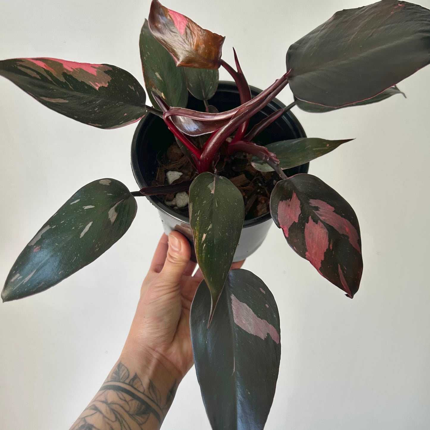 Philodendron “Pink Princess” 5” pot