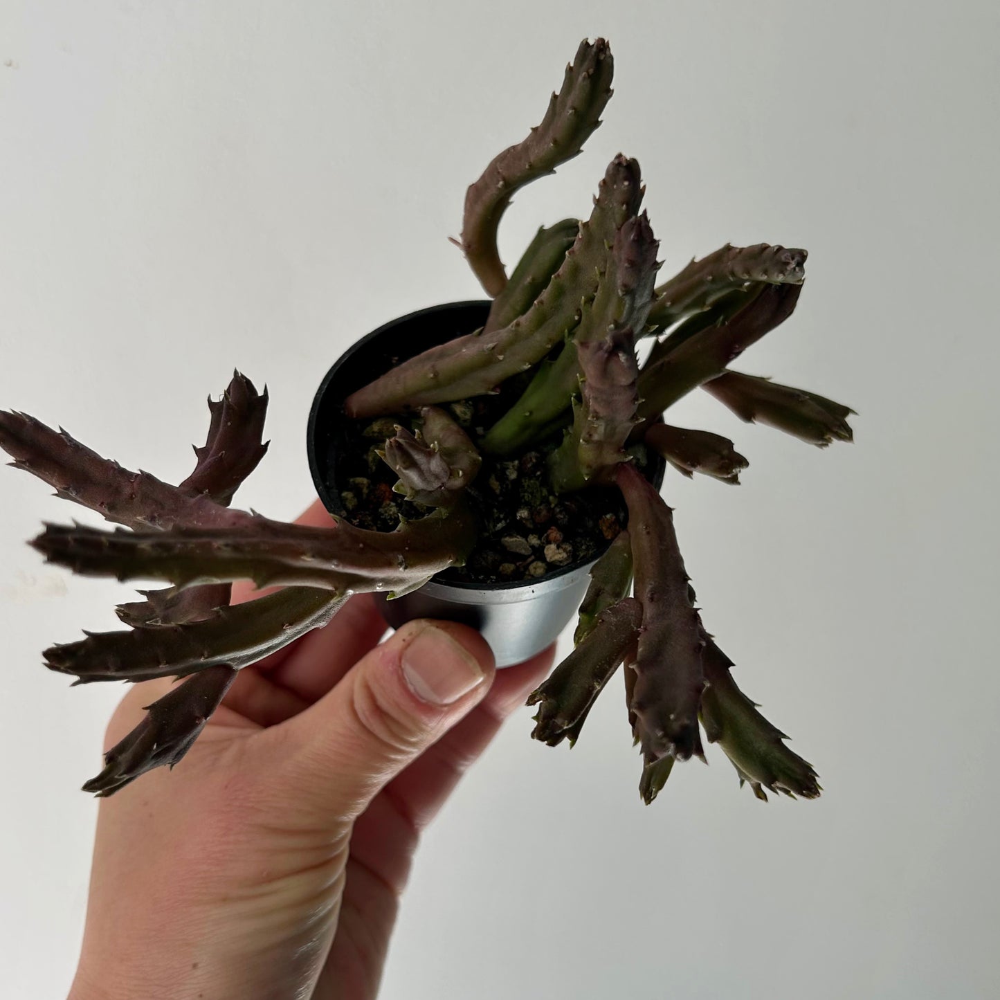 Stapelia schinzii 2.75”pot
