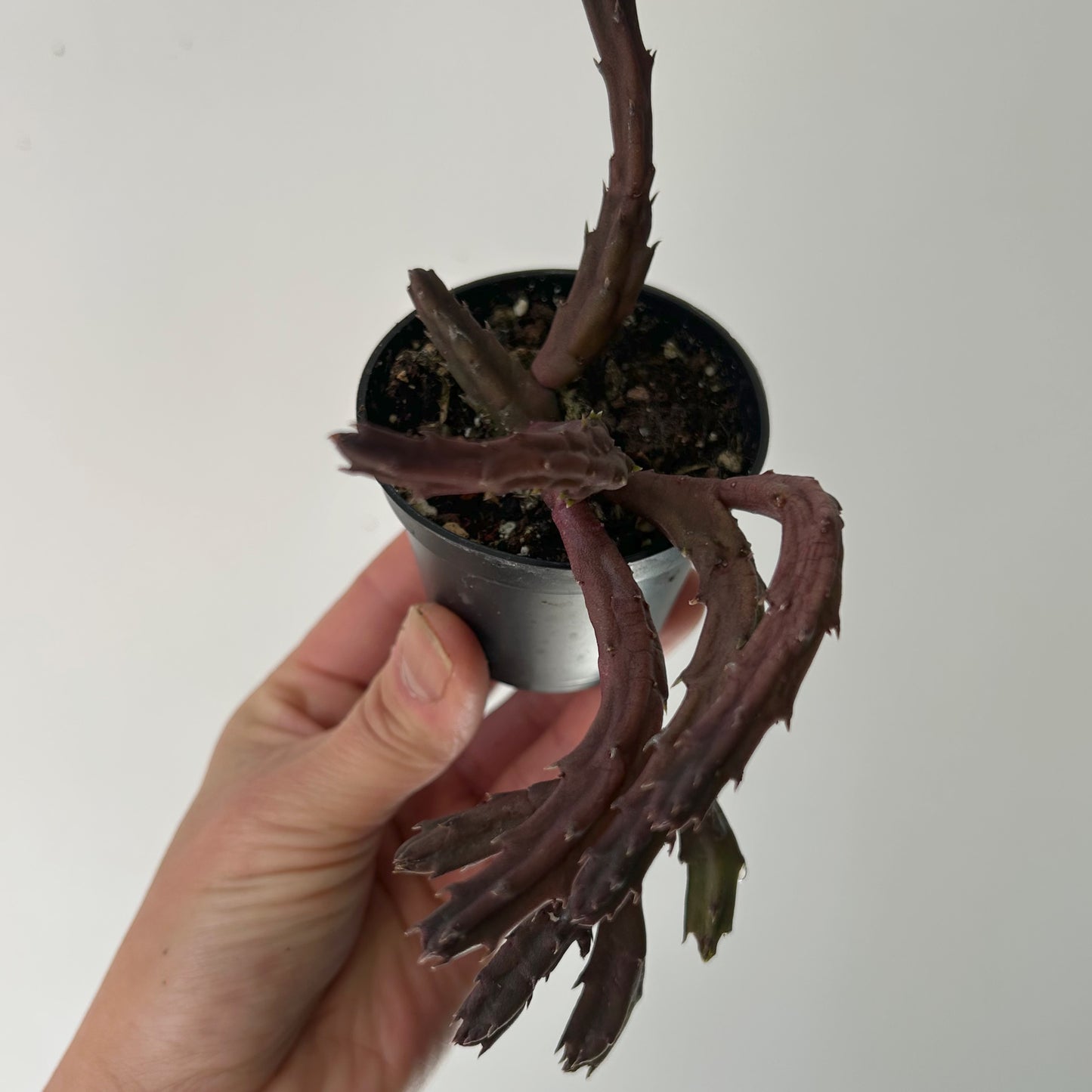 Stapelia schinzii 2.75”pot
