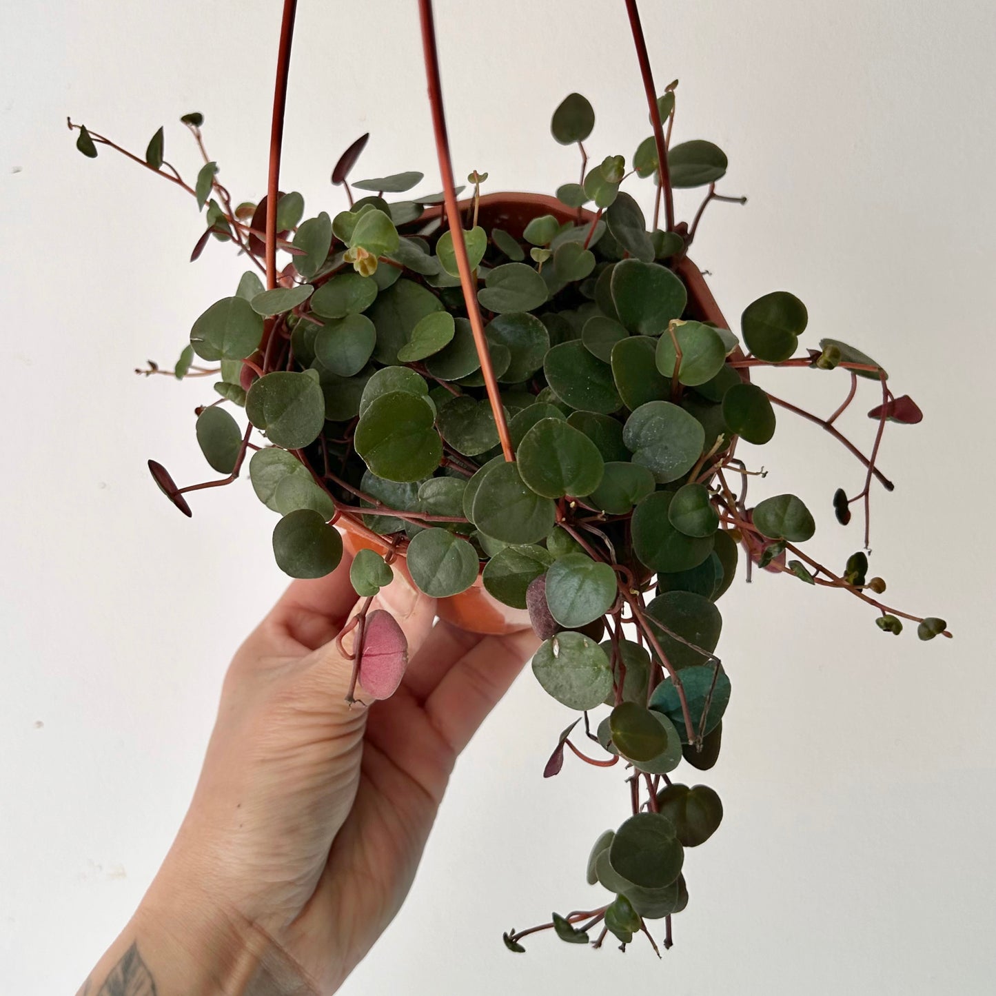 Peperomia “Ruby Cascade” 4.5”hanging basket