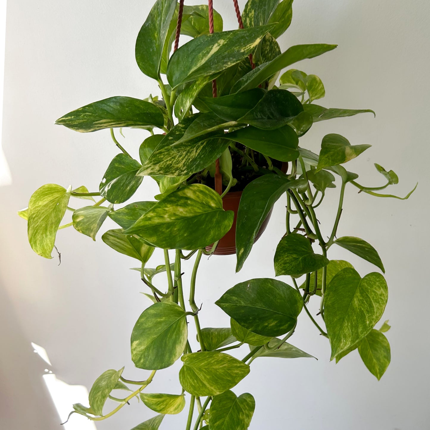 Pothos “Neon Queen” 6” hanging basket