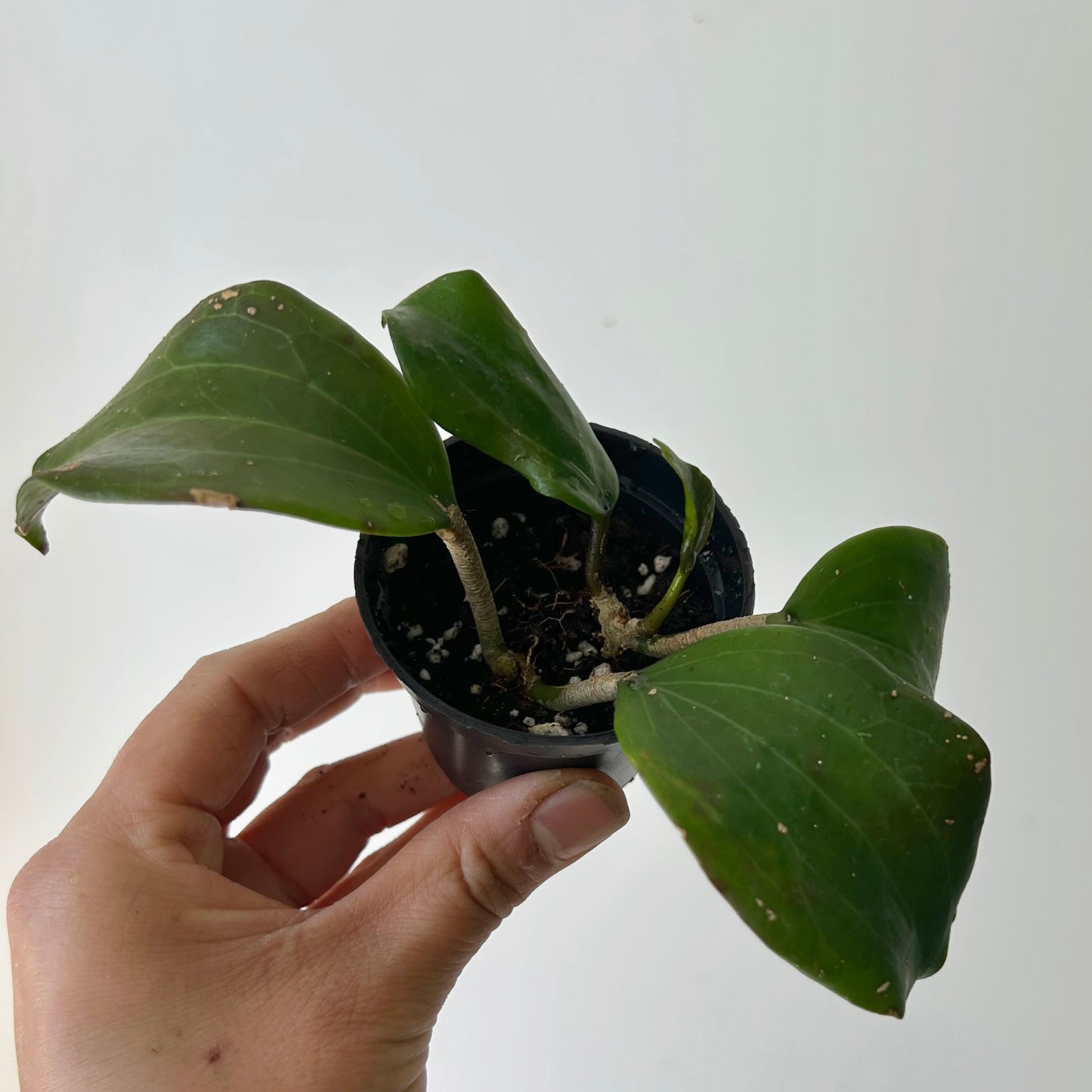Hoya Qinquenervia 2.5”pot