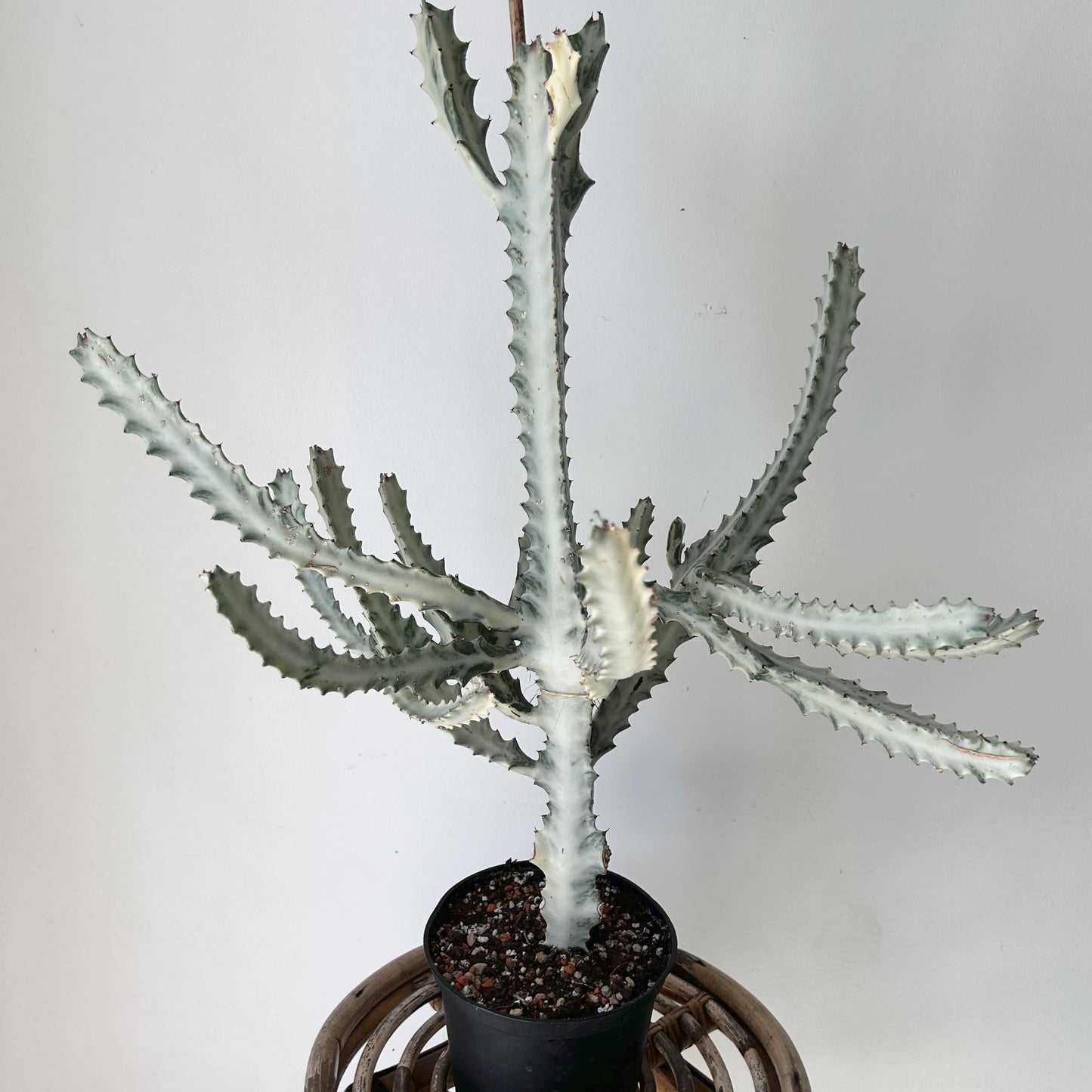 Euphorbia “White Ghost” approximately 2 ft tall in 6”pot
