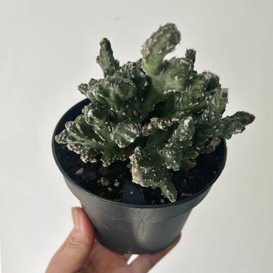 Crested Cereus spegazzinii 5”pot