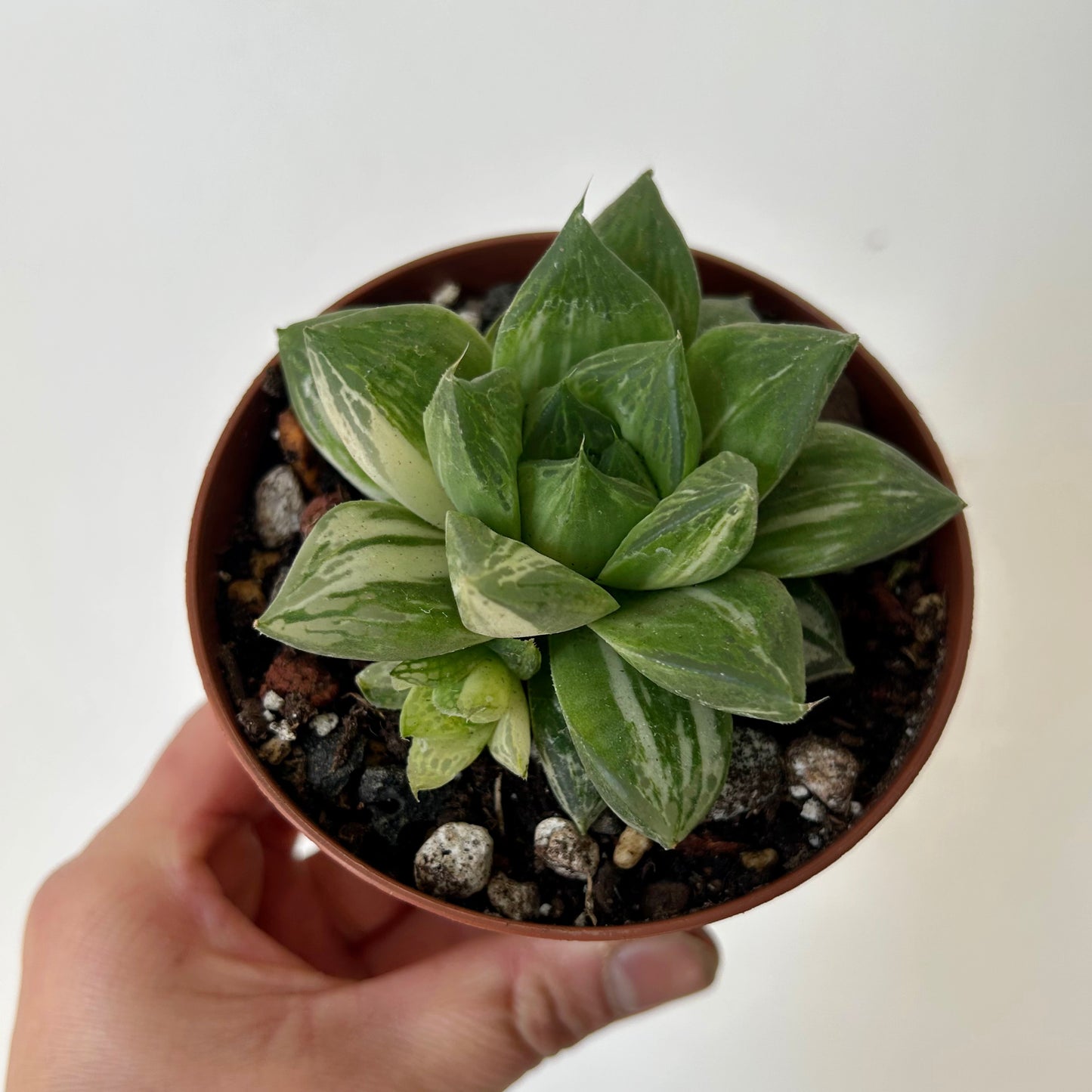 Variegated Haworthia cuspidata 3.5” pot