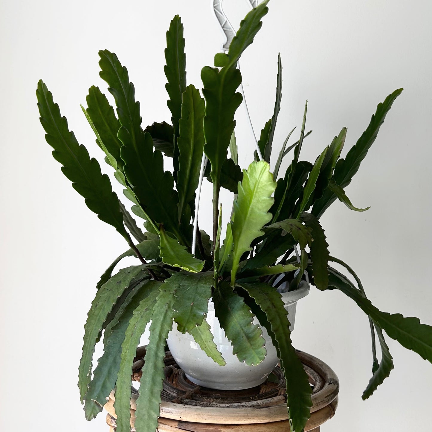 Disocactus 8” hanging basket