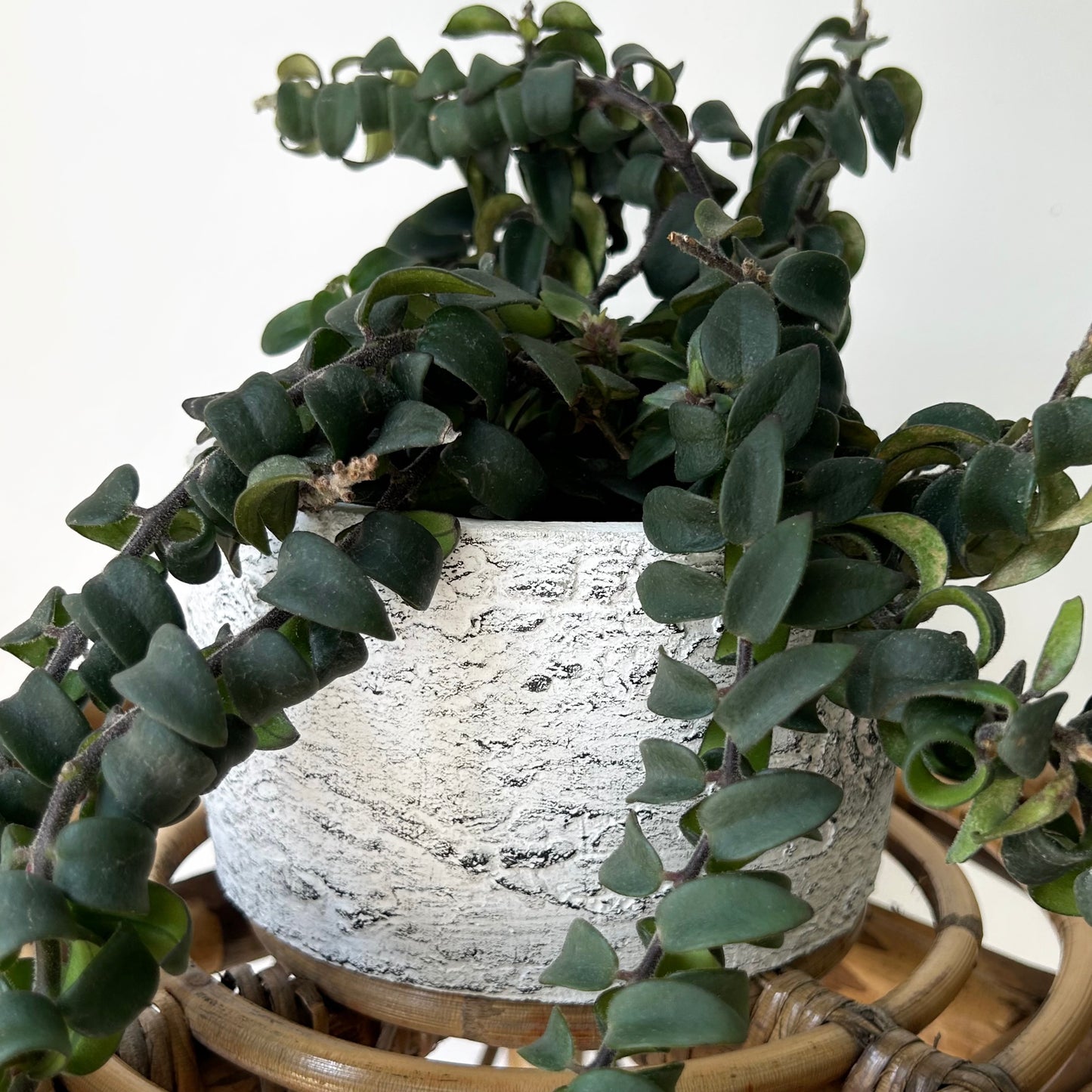 Cement Birch Bark decorative pot (available in two sizes)