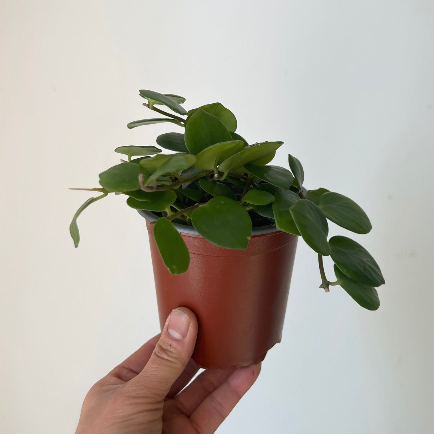 Pink Thai Lipstick vine (Aeschynanthus Radicans) 4” pot