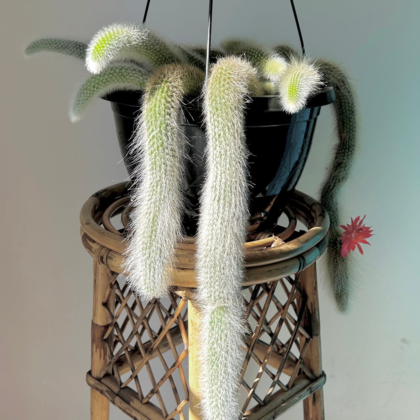 Monkey Tail Cactus (Cleistocactus colademononis) 10”hanging basket