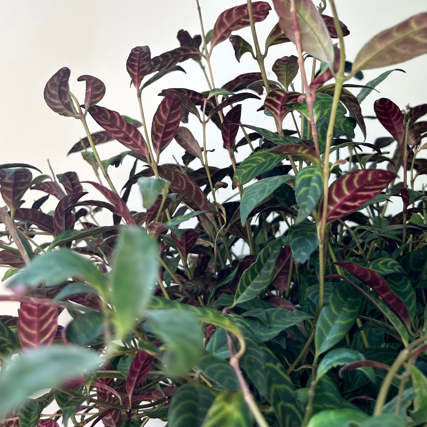 Black Pagoda Lipstick Vine (Aeschynanthus Longicaulis) 10” hanging basket