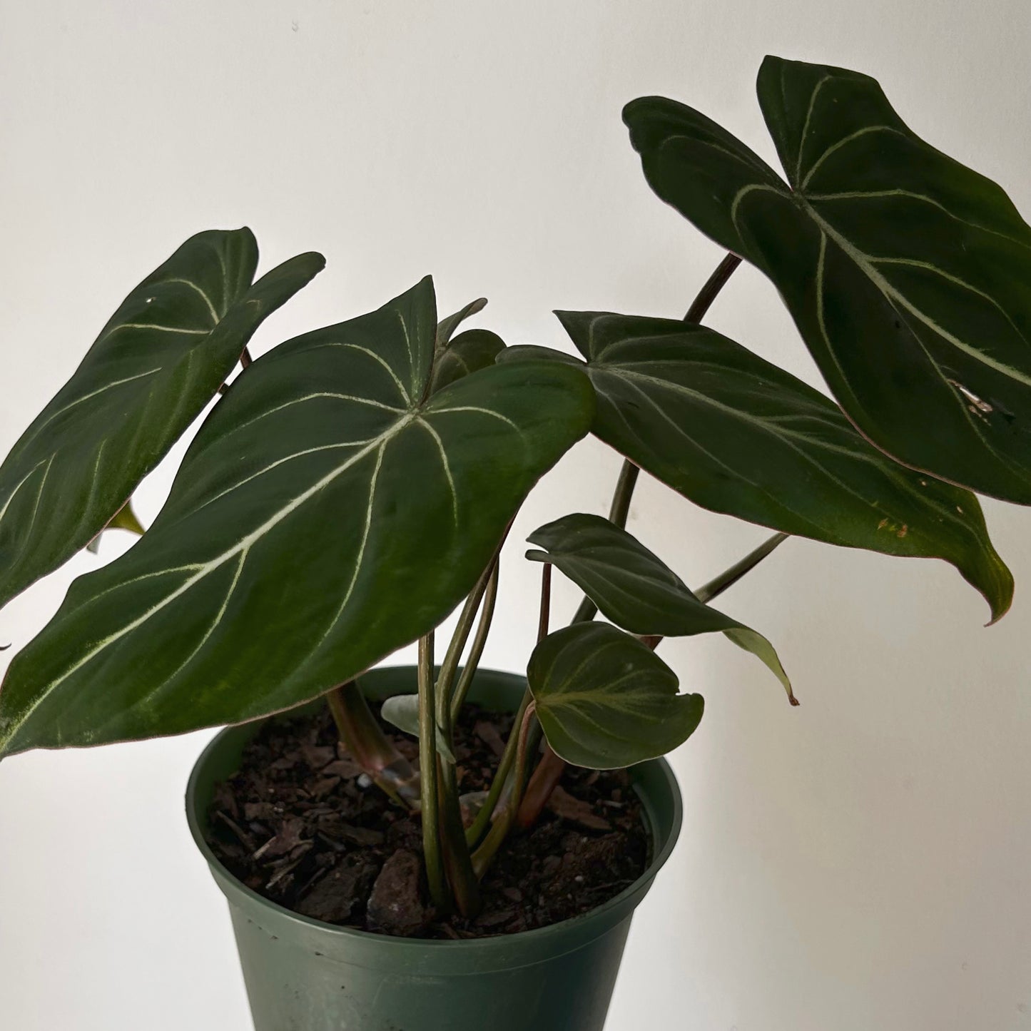 Philodendron Gloriosum 6”pot