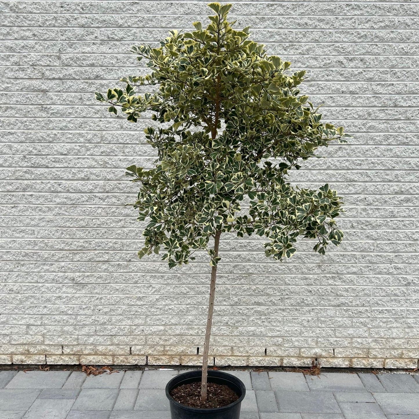 Ficus Triangularis Tree approximately 6 +feet tall in 14”pot