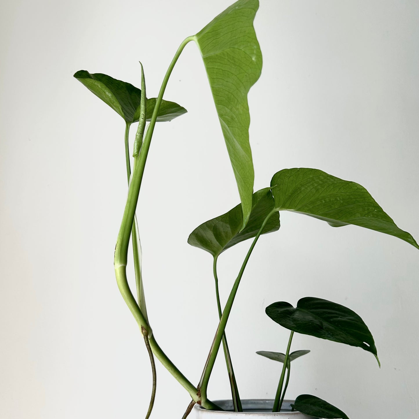 Monstera deliciosa “Sierrana”3.5” pot