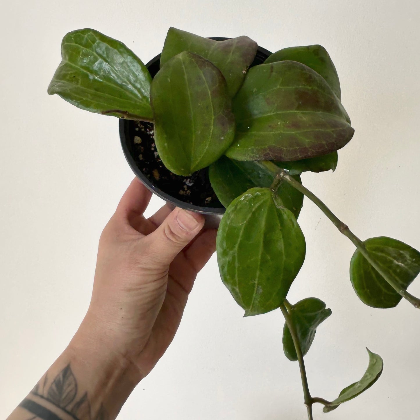 Hoya Qinquenervia 4” pot