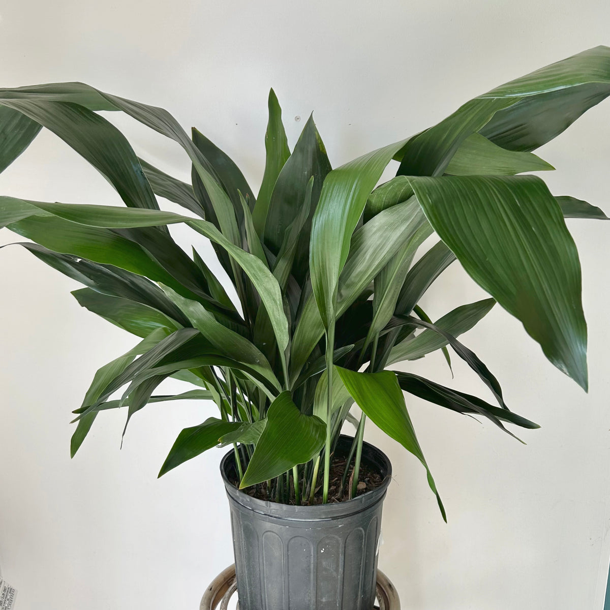 Cast Iron plant (Aspidistra Elatior)approximately 3.5ft tall in 10” pot