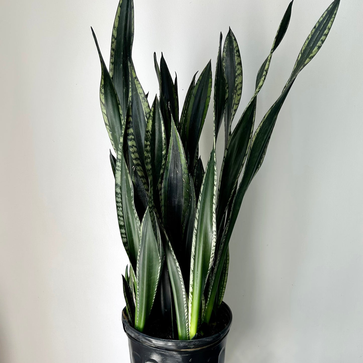 Sansevieria “Whitney” approximately 3ft tall 10” pot