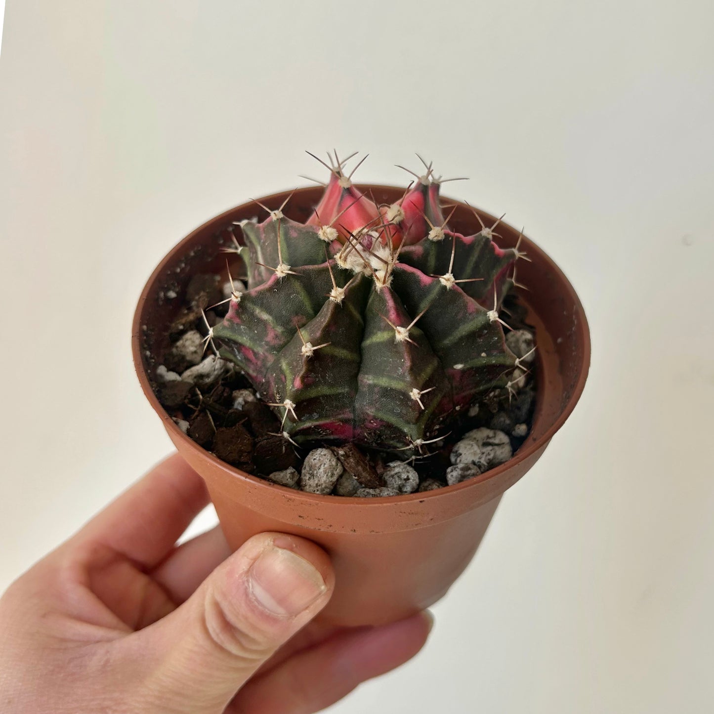 Variegated Moon Cactus (Gymnocalycium mihanovichii variegata) 3.5”pot