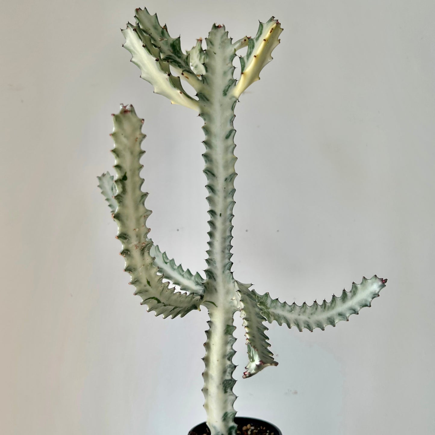 Euphorbia Lactea 'White Ghost' 4”pot approximately 22 inches tall