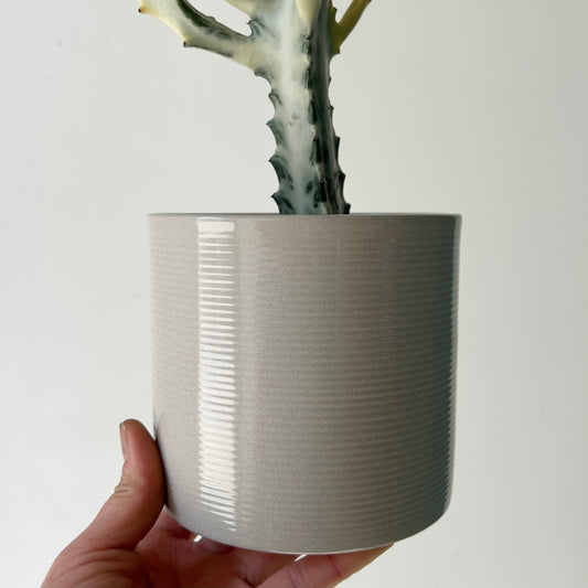 Decorative Planter (ribbed texture) 5”x4.25” Glossy SESAME White
