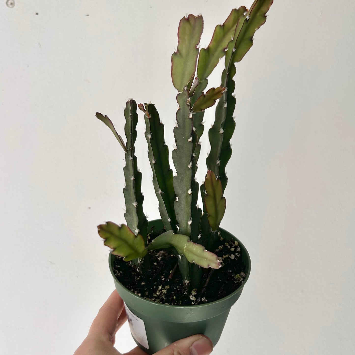 Hurricane Cactus (Lepismium cruciforme) 4” pot