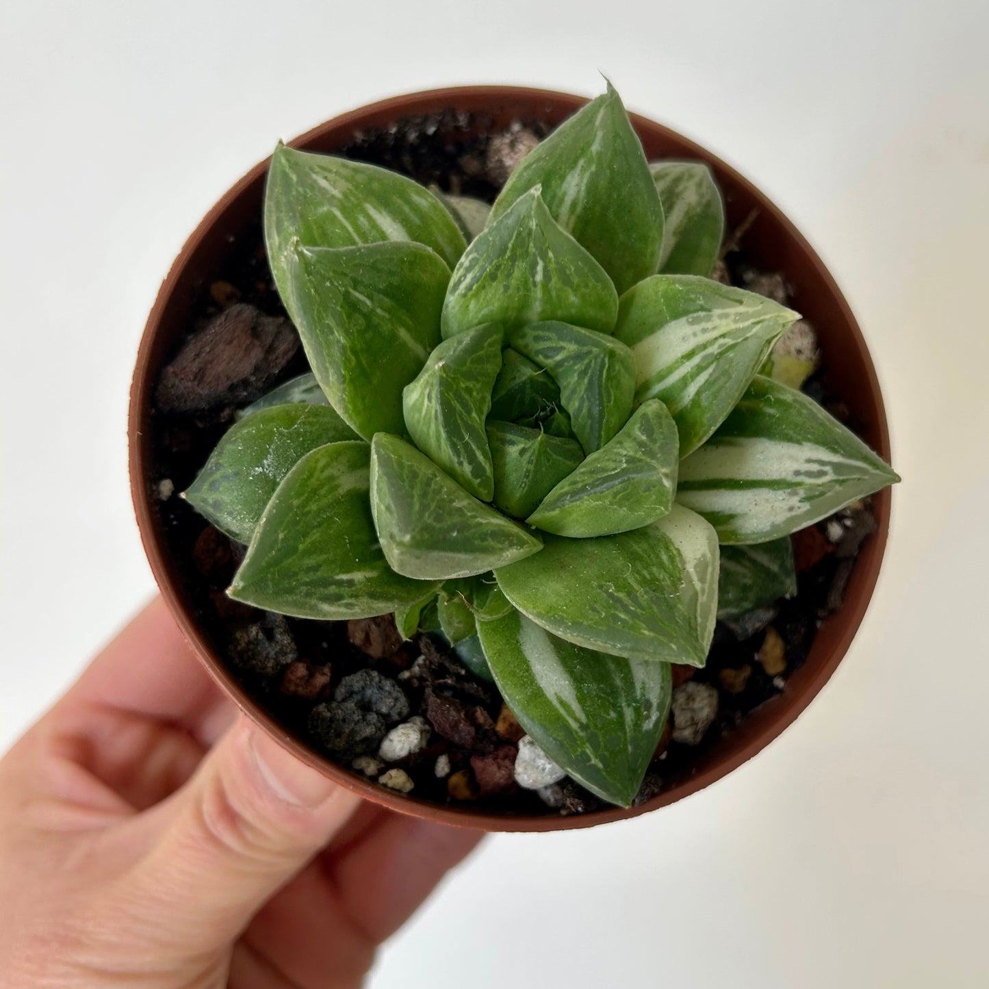 Variegated Haworthia cuspidata 3.5” pot