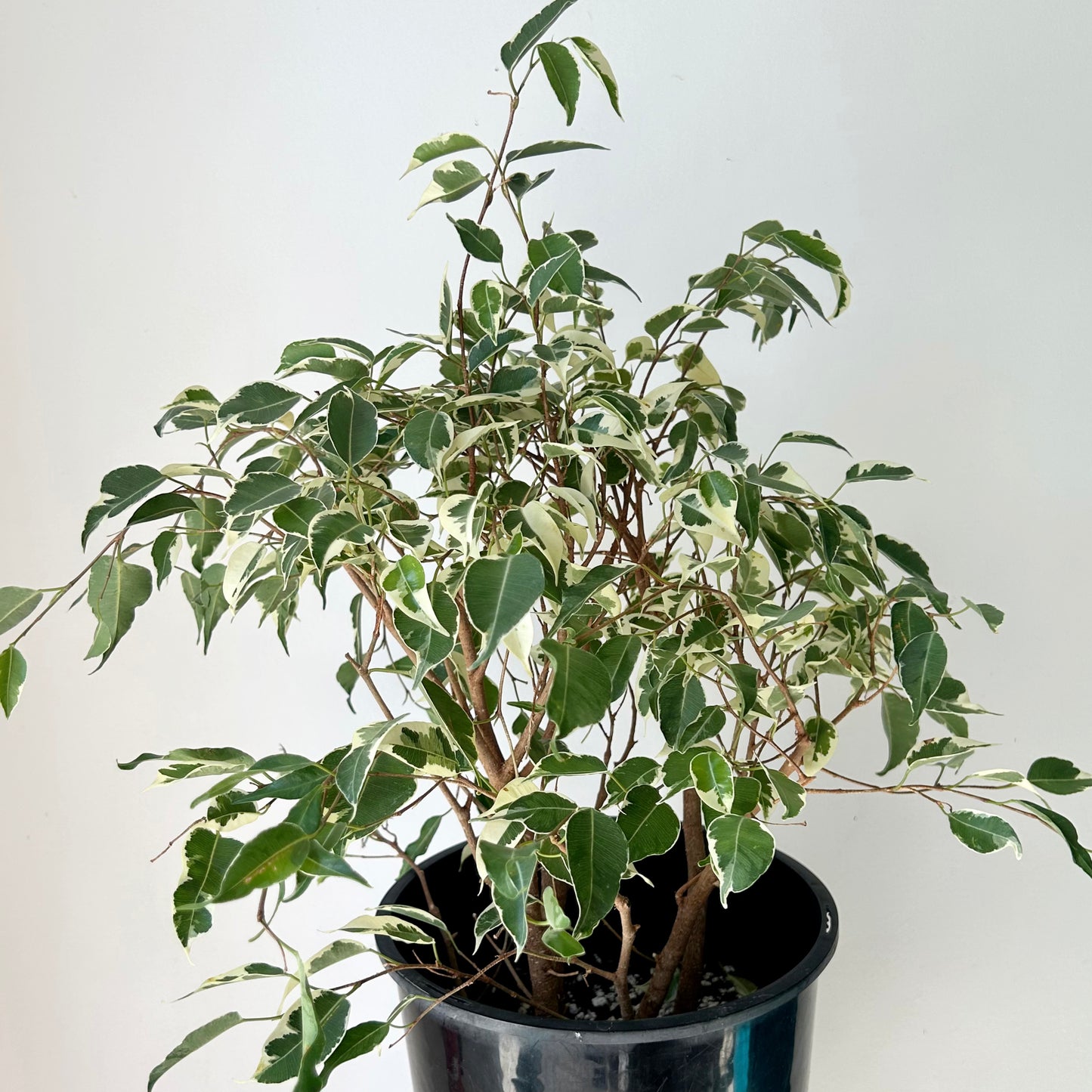Variegated Ficus Benjamina 8”pot