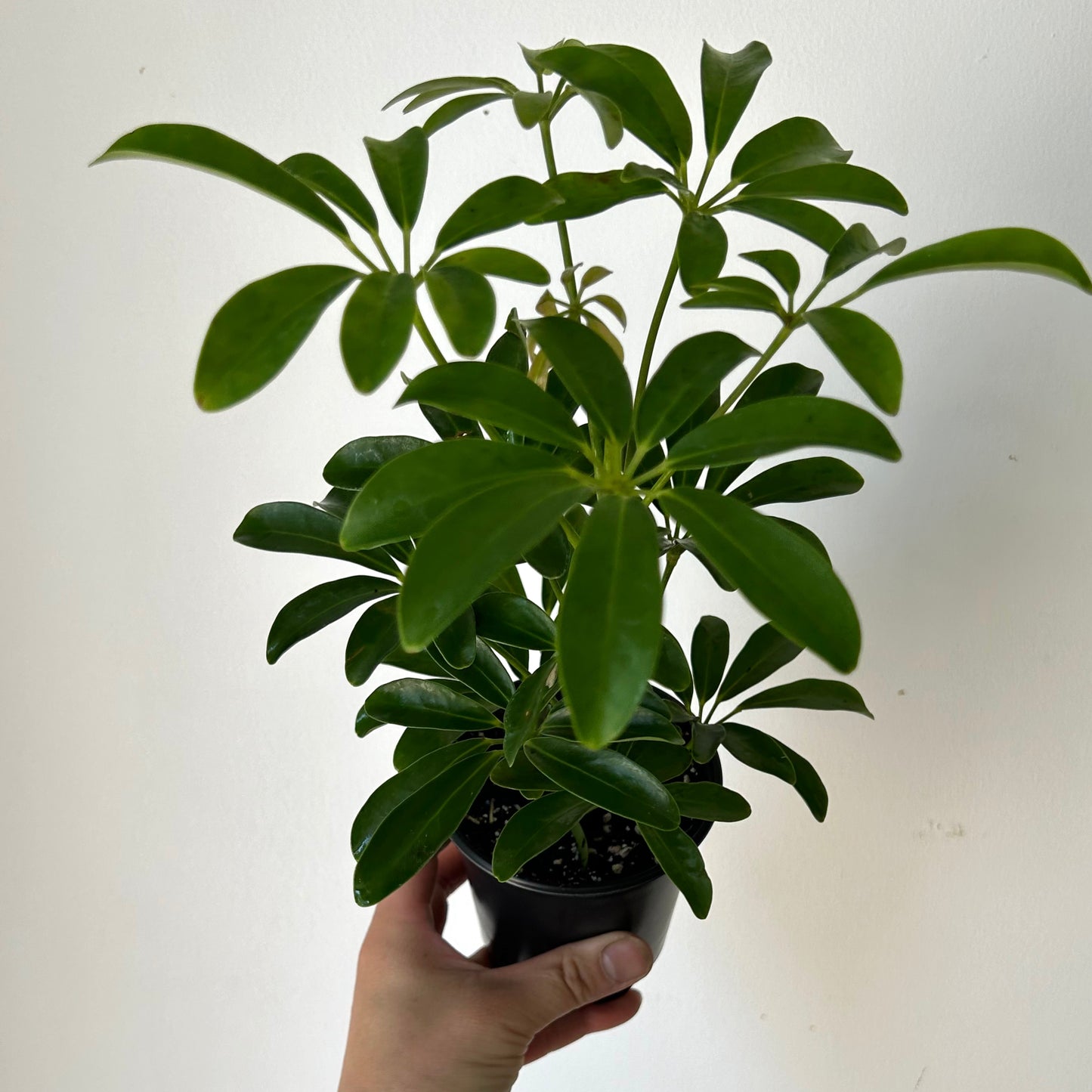 Dwarf Umbrella Tree (Schefflera arboricola) 3.5”pot